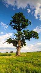 Majestic oak in a field under a partly cloudy sky