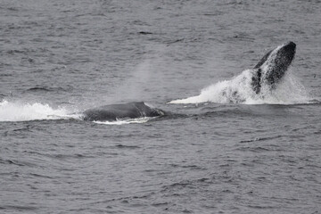 Obraz premium A spray of small herring fish surfaces from the ocean as large humpback whales surface in the background to feed off the small fish. Seagulls are flying over the whales, waiting for scraps of fish.