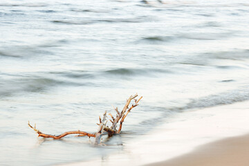 a dry branch on the beach with large leaves falling over it