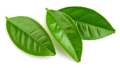 Obraz premium Close-up of three vibrant green tea leaves