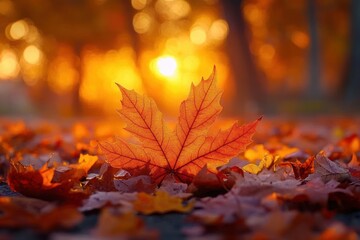 Close-up of a single vibrant red maple leaf among scattered autumn leaves glowing warmly in the golden sunset light