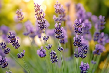 Fototapeta premium Close-up view of vibrant purple lavender flowers with delicate petals glowing in warm sunlight against a blurred natural background