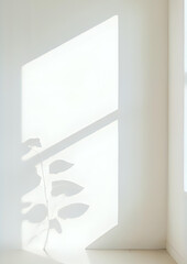Minimal Sunlight Window Shadow with Indoor Plants