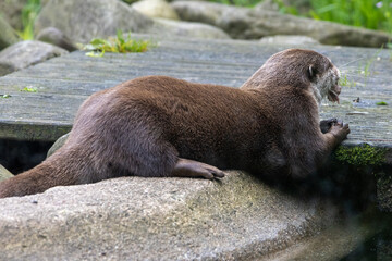 loutre cendr&eacute;e