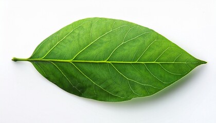 Obraz premium Green Leaf On White Background