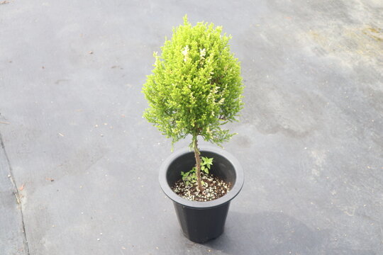 Cupressus macrocarpa,율마,윌마 나무 