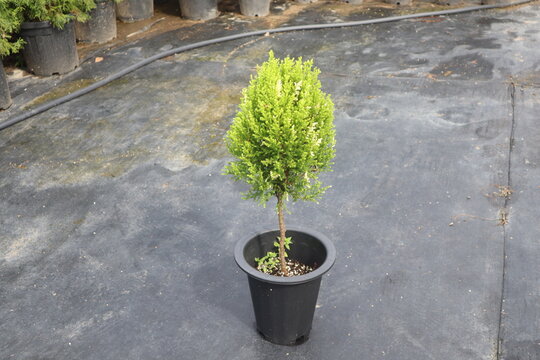 Cupressus macrocarpa,율마,윌마 나무 