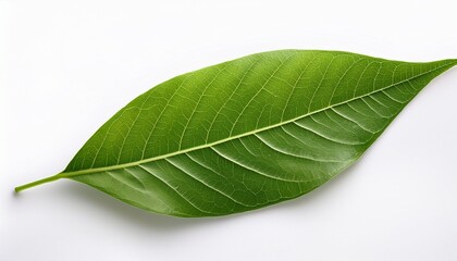 Obraz premium Green Leaf With Detailed Texture Isolated On White Background Highlights Nature S Beauty And Complexity