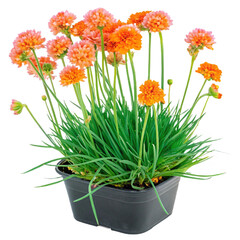 Potted pink and orange flowers isolated on transparent background