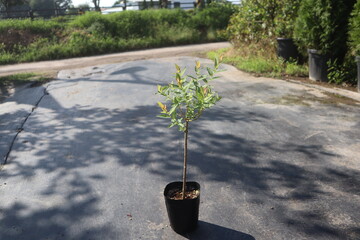 Salix integra 'Hakuro-Nishiki,삼색버드나무, 화이트핑크셀릭스,삼색버들, 정원수 © NANAYJ