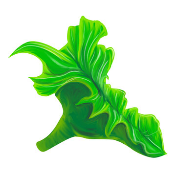 Estudio de hoja de alcatraz, ilustraci&oacute;n digital