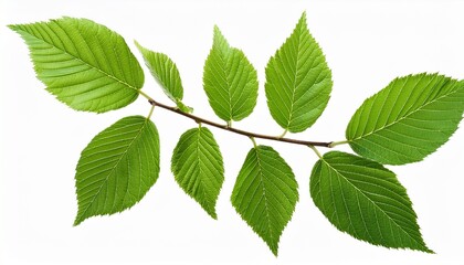 Fototapeta premium Twig With Spring Green Leaves Isolated On White Or Transparent Background