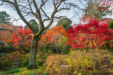 Naklejka premium Japanese Maple tree in autumn colors at Tenryū-ji Shrine in Kyoto. Japan