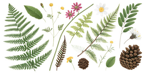 Summer Forest Elements PNG Set – Ferns, Flowers, Leaves, Pinecones – Individually Isolated and Separated on Transparent Background