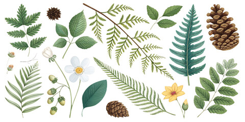 Summer Forest Elements PNG Set – Ferns, Flowers, Leaves, Pinecones – Individually Isolated and Separated on Transparent Background