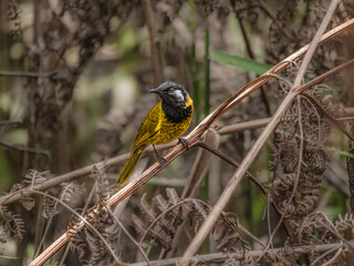 White Eared Honeyeater Looking Right