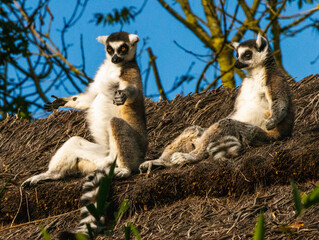 Obraz premium Maki Catta