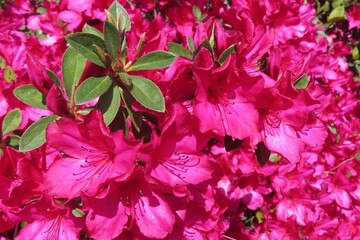Blooming bush of red Azalea flowers in Florida nature, closeup