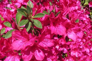 Fotobehang Azalea Blooming bush of red Azalea flowers in Florida nature, closeup  © natalya2015