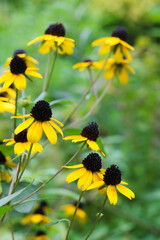 Brown-eyed susan flowers in Japan. Focus is on the foreground.
