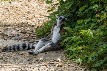 Obraz premium Maki Catta