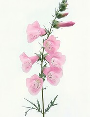 Delicate stem of light pink bell-shaped flowers with spotted interiors and green leaves on a clean white background