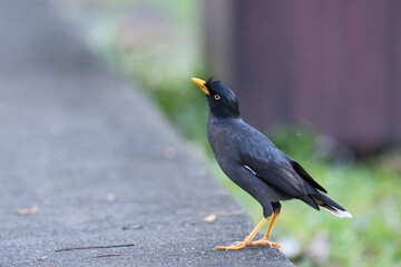 Common Myna standing on ground with yellow bill and black plumage Malaysia