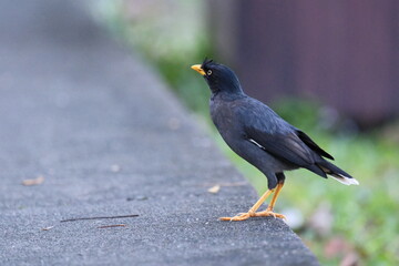 Common Myna standing roadside with black plumage and yellow bill Malaysia