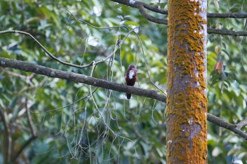 White-throated Kingfisher perched in tropical forest with blue wings and red bill Malaysia
