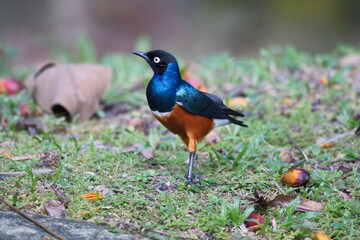 Chestnut-bellied Starling displaying vibrant colors on the ground in Malaysia