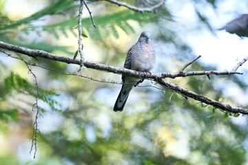 Zebra Dove perched calmly on a tree branch in Malaysia