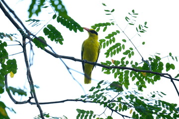 Black-naped Oriole showing bright yellow plumage on a branch in Malaysia