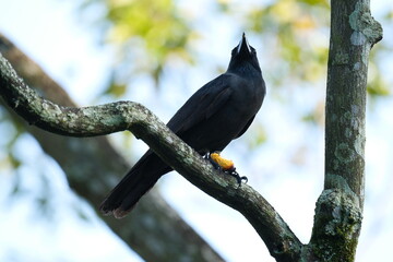 House Crow feeding on fruit while perched in Malaysia