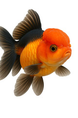 Oranda Goldfish Isolated on White Background for Creative Design