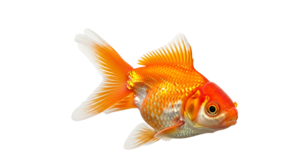 Oranda Goldfish Isolated on White Background for Creative Design