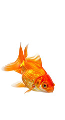 Oranda Goldfish Isolated on White Background for Creative Design