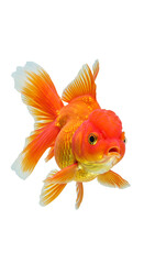 Oranda Goldfish Isolated on White Background for Creative Design