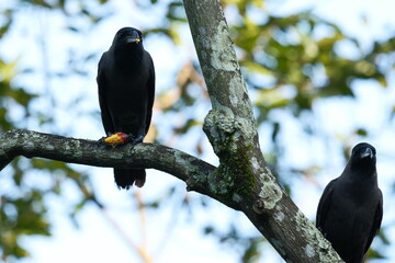 Pair of House Crows perched on tree with fruit in Malaysia