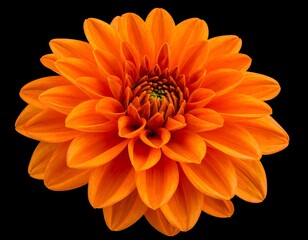 Close-up of a vibrant orange dahlia
