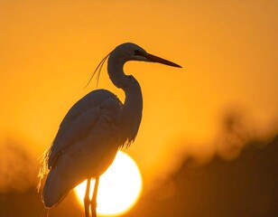 Majestic egret silhouette against golden sunrise