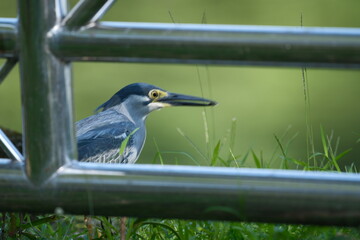 Striated Heron standing by water with barred breast in Malaysia