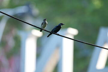 Asian Glossy Starling pair perched on urban wire in Malaysia