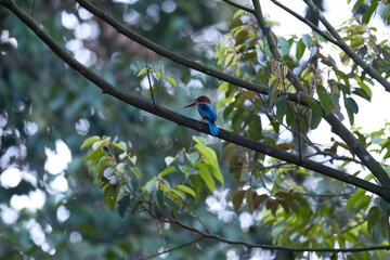 White-throated Kingfisher perched on branch with blue wings and red bill Malaysia