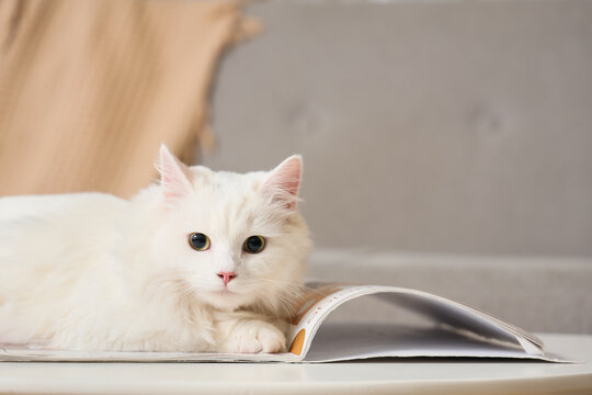 Cute white cat with magazine lying on table at home, closeup
