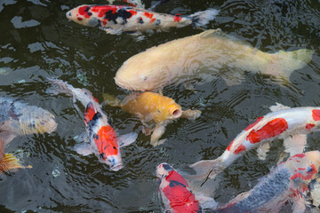 Colorful koi fish swim gracefully in a tranquil pond.
