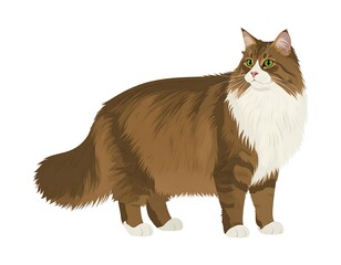 Majestic Maine Coon Cat Illustration