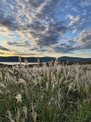 Scenic coastal landscape at golden sunset with dramatic sky, wispy clouds and swaying silver grass in the foreground