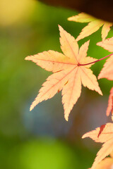 薄暗い緑背景オレンジ色に色づくもみじの葉紅葉