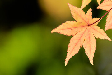 薄暗い緑背景オレンジ色に色づくもみじの葉紅葉