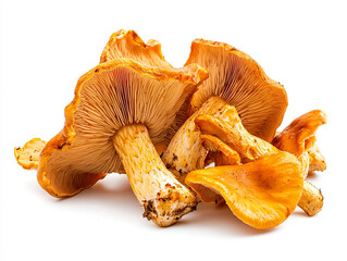 Fresh Chanterelle Mushrooms Isolated on White Background
